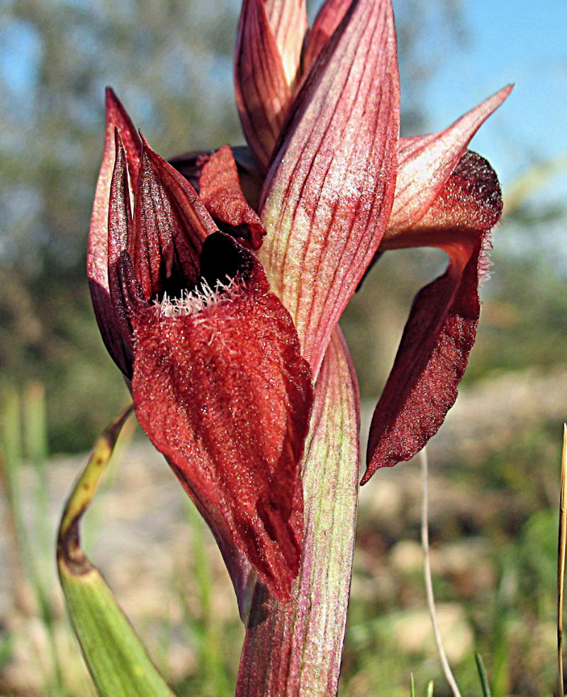 Serapias orientalis subsp. apulica